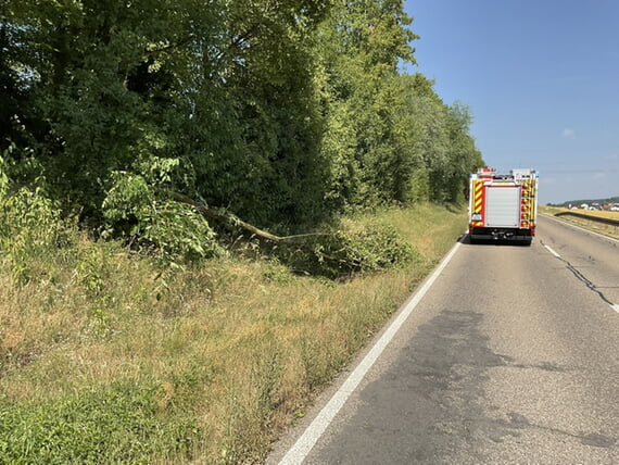 Ast neben Fahrbahn