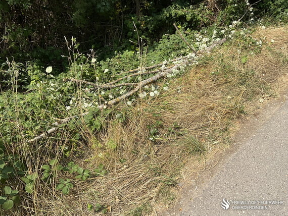 Baum auf Fahrbahn